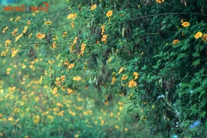 Exploring the Golden Bloom: Get Lost in the Wild Sunflower Season Across Vietnam’s Most Scenic Landscapes - image 7
