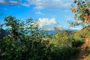 Exploring the Golden Bloom: Get Lost in the Wild Sunflower Season Across Vietnam’s Most Scenic Landscapes - image 5