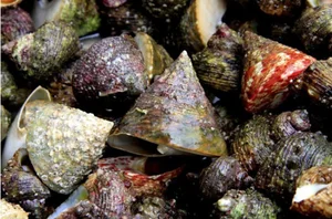 Cellana Shellfish: Discovering the Exotic Delicacy Known as Oc Vu Nang - image 1