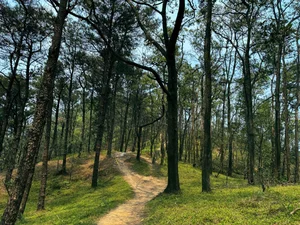 Trekking Ham Lon Mountain: Conquer the Roof of Hanoi and Escape into the Wild Pine Forests - image 0