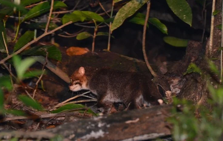 Discover the Flat-headed Cat: The World's Rarest Feline with a Peculiar Flat Skull