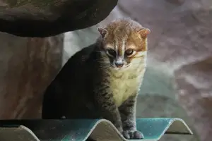 Discover the Flat-headed Cat: The World's Rarest Feline with a Peculiar Flat Skull - image 4