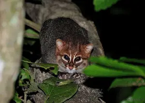Discover the Flat-headed Cat: The World's Rarest Feline with a Peculiar Flat Skull - image 6