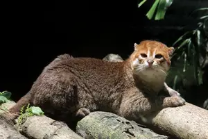 Discover the Flat-headed Cat: The World's Rarest Feline with a Peculiar Flat Skull - image 3