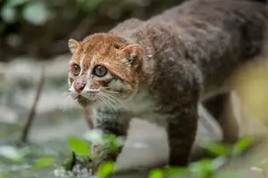 Discover the Flat-headed Cat: The World's Rarest Feline with a Peculiar Flat Skull - image 2