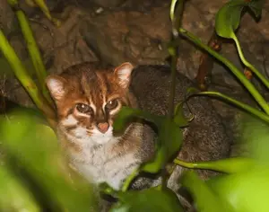 Discover the Flat-headed Cat: The World's Rarest Feline with a Peculiar Flat Skull - image 1