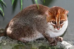 Discover the Flat-headed Cat: The World's Rarest Feline with a Peculiar Flat Skull - image 5