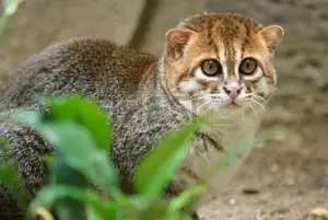 Discover the Flat-headed Cat: The World's Rarest Feline with a Peculiar Flat Skull - image 8