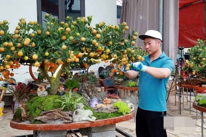 Stunning Artistic Miniature Kumquat Bonsai Trees for Lunar New Year 2026: Luxury Home Decor and Traditional Symbols of Prosperity and Good Fortune