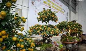 Stunning Artistic Miniature Kumquat Bonsai Trees for Lunar New Year 2026: Luxury Home Decor and Traditional Symbols of Prosperity and Good Fortune - image 4