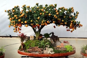 Stunning Artistic Miniature Kumquat Bonsai Trees for Lunar New Year 2026: Luxury Home Decor and Traditional Symbols of Prosperity and Good Fortune - image 5