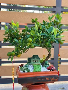 Stunning Artistic Miniature Kumquat Bonsai Trees for Lunar New Year 2026: Luxury Home Decor and Traditional Symbols of Prosperity and Good Fortune - image 7
