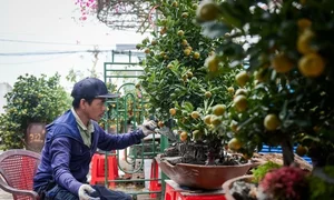Stunning Artistic Miniature Kumquat Bonsai Trees for Lunar New Year 2026: Luxury Home Decor and Traditional Symbols of Prosperity and Good Fortune - image 3