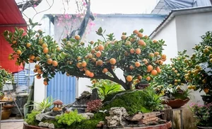 Stunning Artistic Miniature Kumquat Bonsai Trees for Lunar New Year 2026: Luxury Home Decor and Traditional Symbols of Prosperity and Good Fortune - image 8