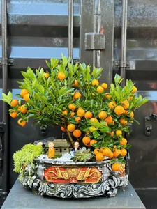 Stunning Artistic Miniature Kumquat Bonsai Trees for Lunar New Year 2026: Luxury Home Decor and Traditional Symbols of Prosperity and Good Fortune - image 6