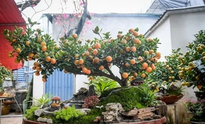 Stunning Artistic Miniature Kumquat Bonsai Trees for Lunar New Year 2026: Luxury Home Decor and Traditional Symbols of Prosperity and Good Fortune - image 9