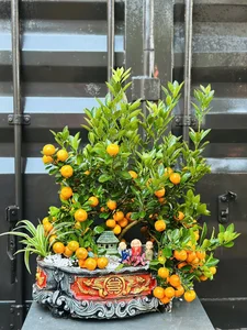 Stunning Artistic Miniature Kumquat Bonsai Trees for Lunar New Year 2026: Luxury Home Decor and Traditional Symbols of Prosperity and Good Fortune - image 2