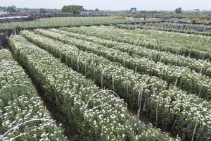 Hanoi Daisy Fields Bloom: A Farmer's Smile Amidst Pure White Autumn Splendor - image 7