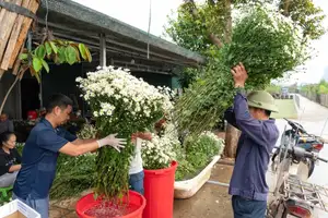 Hanoi Daisy Fields Bloom: A Farmer's Smile Amidst Pure White Autumn Splendor - image 2