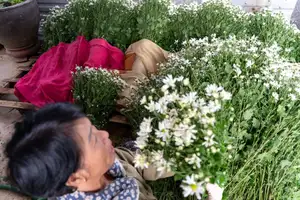 Hanoi Daisy Fields Bloom: A Farmer's Smile Amidst Pure White Autumn Splendor - image 4