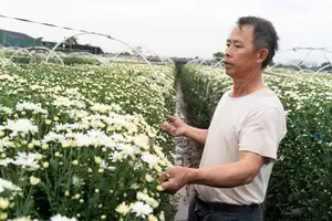 Hanoi Daisy Fields Bloom: A Farmer's Smile Amidst Pure White Autumn Splendor - image 0