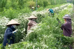 Hanoi Daisy Fields Bloom: A Farmer's Smile Amidst Pure White Autumn Splendor - image 1