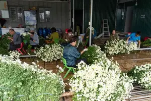 Hanoi Daisy Fields Bloom: A Farmer's Smile Amidst Pure White Autumn Splendor - image 3