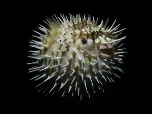 Close-up of Porcupinefish: Master of Defense with Sharp Spines, a Predator's Unforgettable Bite in the Deep Sea - image 10