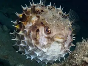 Close-up of Porcupinefish: Master of Defense with Sharp Spines, a Predator's Unforgettable Bite in the Deep Sea - image 3