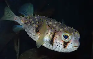 Close-up of Porcupinefish: Master of Defense with Sharp Spines, a Predator's Unforgettable Bite in the Deep Sea - image 9