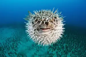 Close-up of Porcupinefish: Master of Defense with Sharp Spines, a Predator's Unforgettable Bite in the Deep Sea - image 5