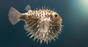 Close-up of Porcupinefish: Master of Defense with Sharp Spines, a Predator's Unforgettable Bite in the Deep Sea - image 2