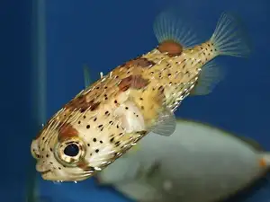 Close-up of Porcupinefish: Master of Defense with Sharp Spines, a Predator's Unforgettable Bite in the Deep Sea - image 1