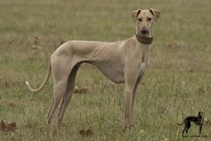 Unusual and Unique Dog Breeds: A Guide to the World's Most Extraordinary Canines - image 11