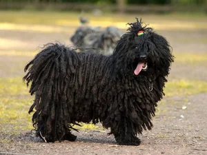 Unusual and Unique Dog Breeds: A Guide to the World's Most Extraordinary Canines - image 5