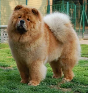 Unusual and Unique Dog Breeds: A Guide to the World's Most Extraordinary Canines - image 3
