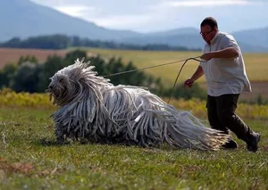 Unusual and Unique Dog Breeds: A Guide to the World's Most Extraordinary Canines - image 14