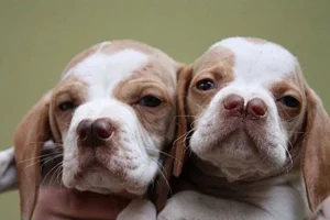Unusual and Unique Dog Breeds: A Guide to the World's Most Extraordinary Canines - image 13