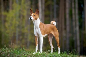 Unusual and Unique Dog Breeds: A Guide to the World's Most Extraordinary Canines - image 0