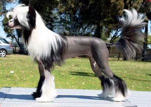 Unusual and Unique Dog Breeds: A Guide to the World's Most Extraordinary Canines - image 4