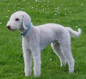 Unusual and Unique Dog Breeds: A Guide to the World's Most Extraordinary Canines - image 7