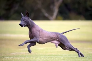 Unusual and Unique Dog Breeds: A Guide to the World's Most Extraordinary Canines - image 12