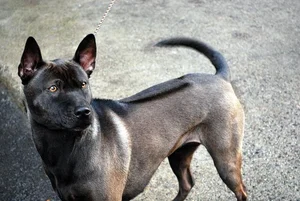 Unusual and Unique Dog Breeds: A Guide to the World's Most Extraordinary Canines - image 10
