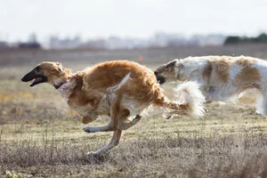 Unusual and Unique Dog Breeds: A Guide to the World's Most Extraordinary Canines - image 6