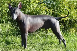 Unusual and Unique Dog Breeds: A Guide to the World's Most Extraordinary Canines - image 2