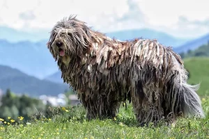 Unusual and Unique Dog Breeds: A Guide to the World's Most Extraordinary Canines - image 8