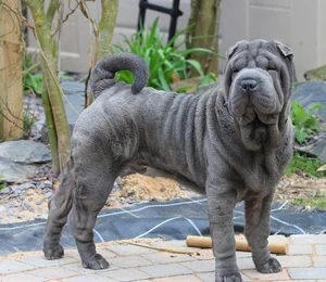 Unusual and Unique Dog Breeds: A Guide to the World's Most Extraordinary Canines - image 9