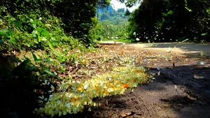 Discover Ninh Binh in May: 5 Essential Experiences in Phuong Oanh's Stunning Hometown - image 1