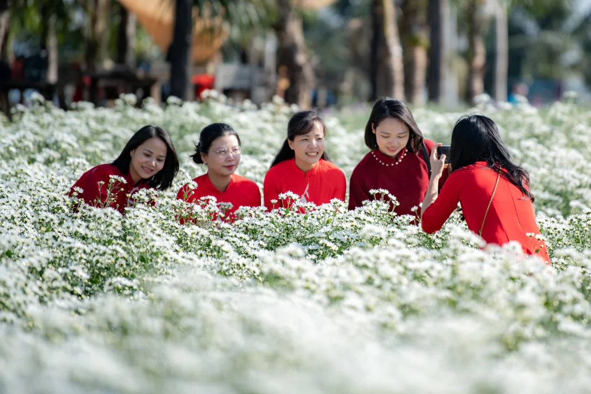 Hanoi's Winter Charm: The Pure Beauty of White Daisy Gardens