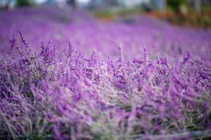 Hanoi's Winter Charm: The Pure Beauty of White Daisy Gardens - image 5